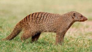 Imagen de archivo de un ejemplar