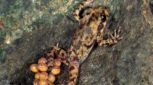 El Alytes muletensis es una especie de sapo end&eacute;mica de Mallorca