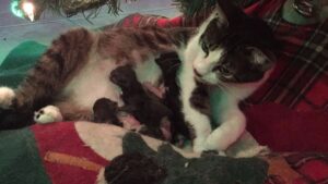 gato &aacute;rbol de Navidad