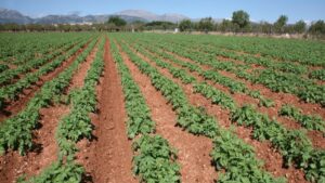 campo agricultura