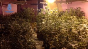 Imagen de las 500 plantas incautadas