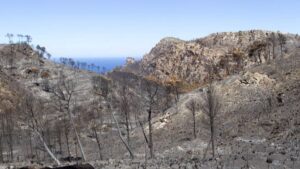 Las capturas se han realizado con trampas entre enero y mayo de este a&ntilde;o