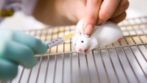 vacuna rata laboratorio