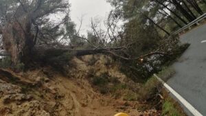 arbol caido en la carretera