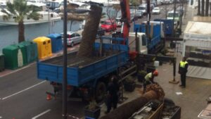 picudo rojo palmeras puerto ma&oacute; mahon