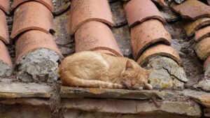 La mayor&iacute;a de actuaciones han sido en la Part Forana