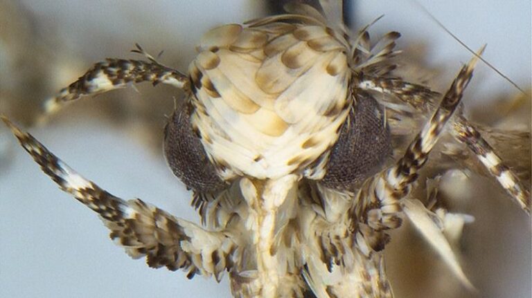 Neopalpa donaldtrumpi
