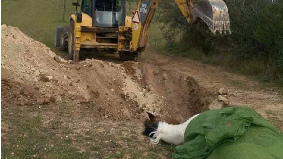 Uno de los caballos enterrados tras ser sacrificado, presuntamente, por él mismo