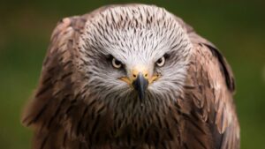 Catalogado como especie silvestre en r&eacute;gimen de protecci&oacute;n especial