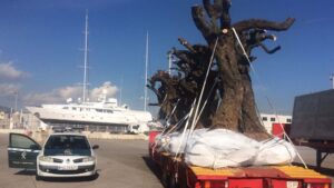 Carecen del pasaporte fitosanitario