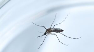 Mosquito zika