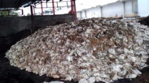 Los cad&aacute;veres de los animales amontonados en la granja.