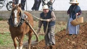 llaurada pagesa sant antoni rural