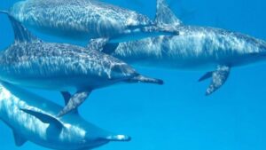 cetaceos delfines mar blava