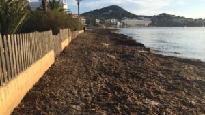 temporal talamanca algas