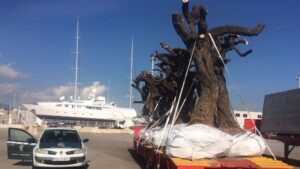 Xylella fastidiosa olivo