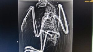 Se han contabilizado hasta 18 perdigones repartidos por todo el cuerpo