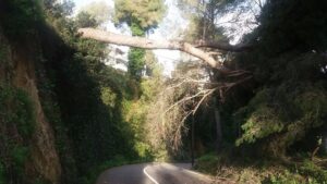 Francesc Vidal i Sureda