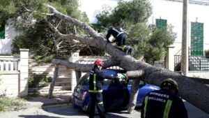&Aacute;rbol ca&iacute;do en Portocolom