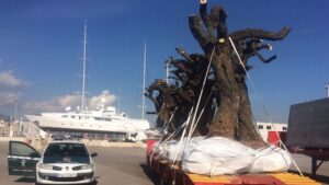 Xylella fastidiosa olivo