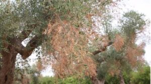 Censuran "la dejadez y la carencia de inter&eacute;s en este tema tan grave"