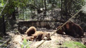 Denuncian que los animales lo pasan mal en verano