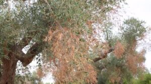 &Aacute;rbol afectado por la bacteria