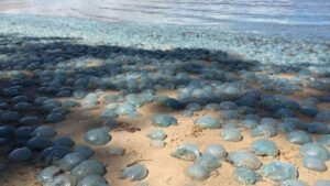 La playa est&aacute; cubierta por un manto de medusas azules
