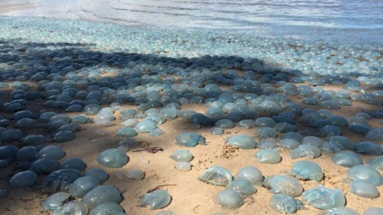 La playa está cubierta por un manto de medusas azules