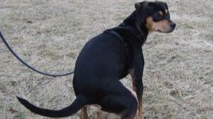 Las multas van desde los 60 hasta los 3.000 euros