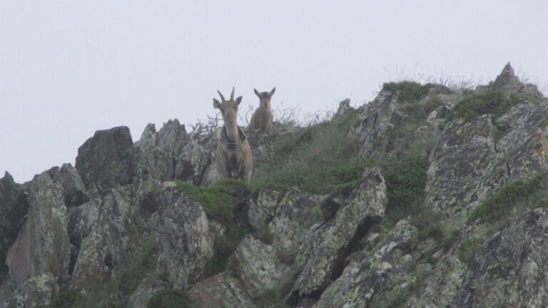cabras
