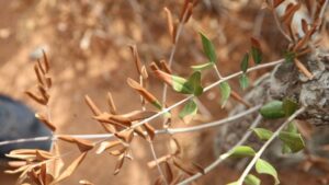 La bacteria representa un peligro sin precedentes para el campo balear