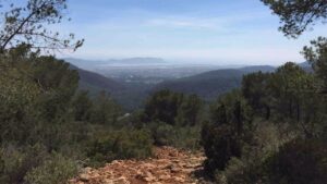 bosque camino rural pista forestal