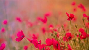 carmen vich fotografia