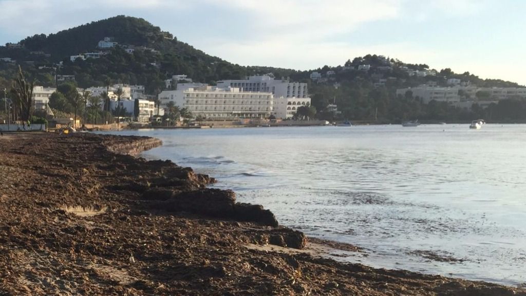 temporal talamanca algas