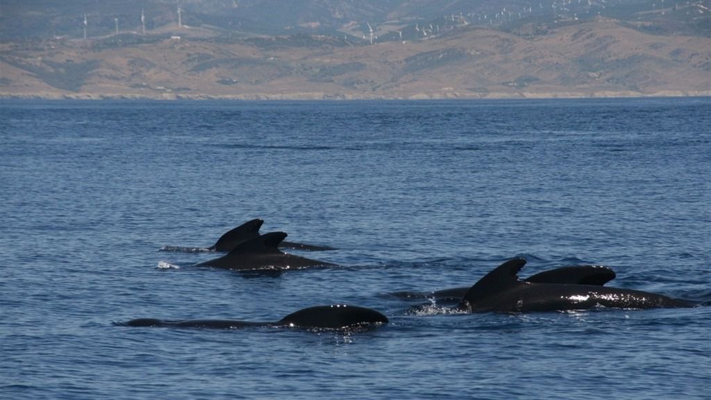 cetaceos manada