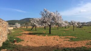 campo almendros en flor