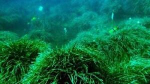 Pradera de posidonia oce&aacute;nica