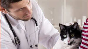 gato veterinario