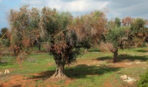&Aacute;rboles afectados por la bacteria 'Xylella fastidiosa'