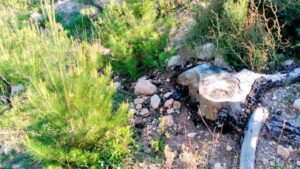 Pinos en fase de crecimiento