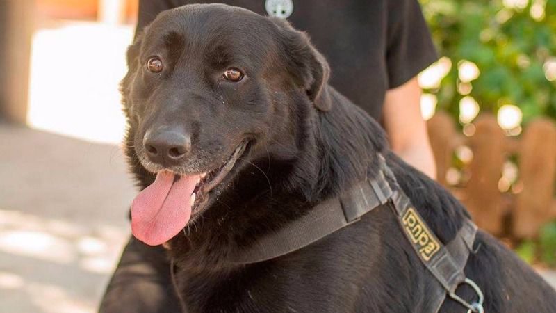 Romeo nació en 2013 y busca casa