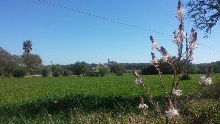 primavera sencelles paisaje