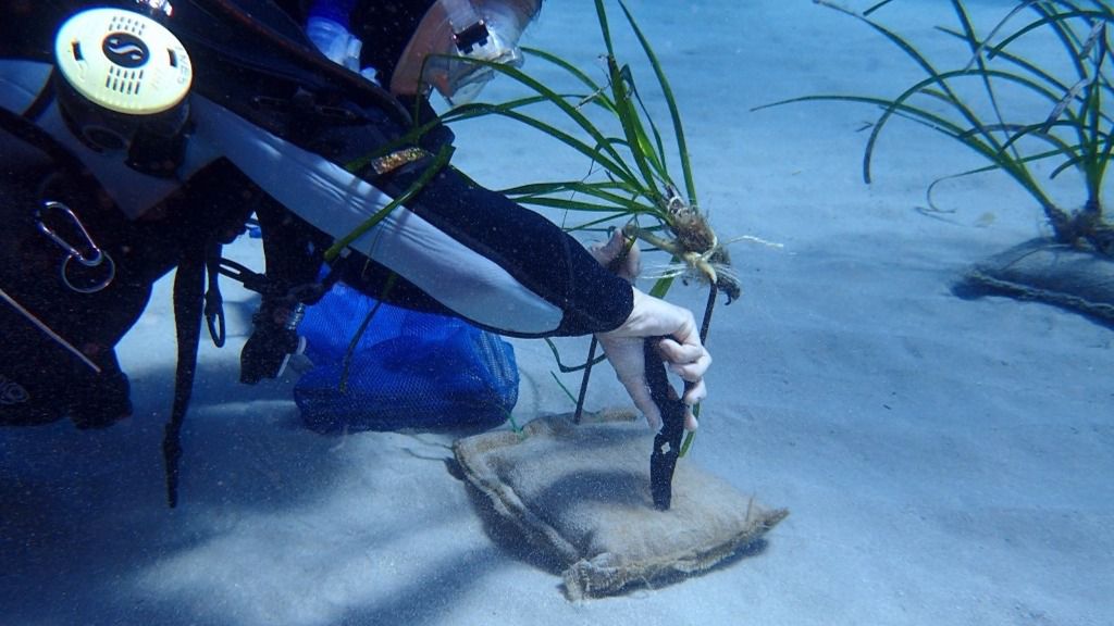 buceador posidonia
