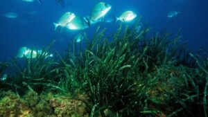 posidonia oceanica