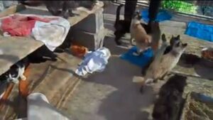 Pantallazo de uno de los v&iacute;deos