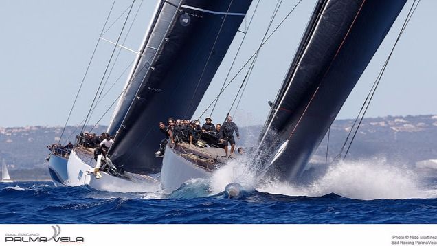 palma vela