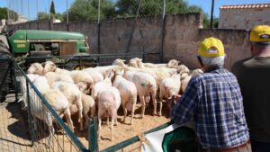 Festa des Tondre en Es Llombards