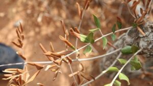 xylella
