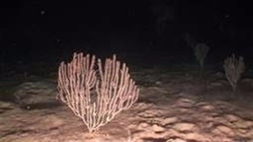 coral bambú